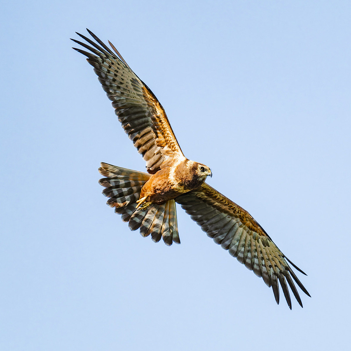 image African Marsh-Harrier